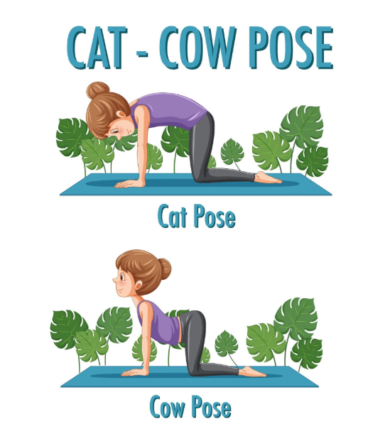 vaca e gato postura